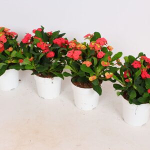Euphorbia Vulcanus Euphorbia (Milii Grp) 'Vulcanus'
(8 Plants/Order)(12cmP 22cmH)