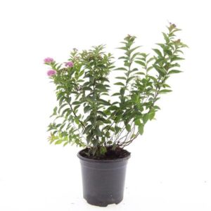 Spiraea jap. 'Manon'
(8 Plants/Order)(14cmP 10cmH)