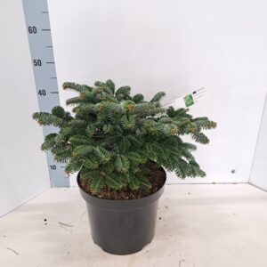 Abies nordmanniana Abies nordmanniana 'Dobrichovice  (1 Plants/Order)(26cmP 35cmH)