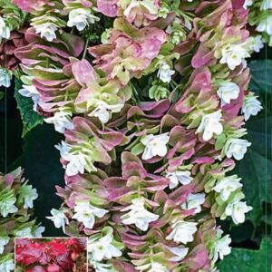 Hydrangea quercifolia Hydrangea q. 'Snowcicle' 40-50C5
(1 Plants/Order)(23cmP 50cmH)