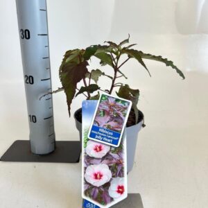 Hibiscus Carousel Jolly Heart ('Tahi56'PBR)
(1 Plants/Order)(17cmP 25cmH)
