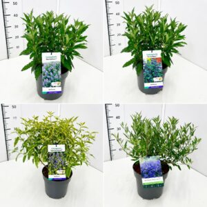 Caryopteris x clandonensis Caryopteris mix 40-50C5
(1 Plants/Order)(23cmP 60cmH)