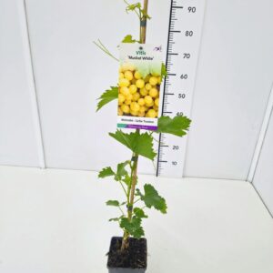 Vitis other white Vitis 'Muscat White' 80CMC2
(10 Plants/Order)(17cmP 100cmH)