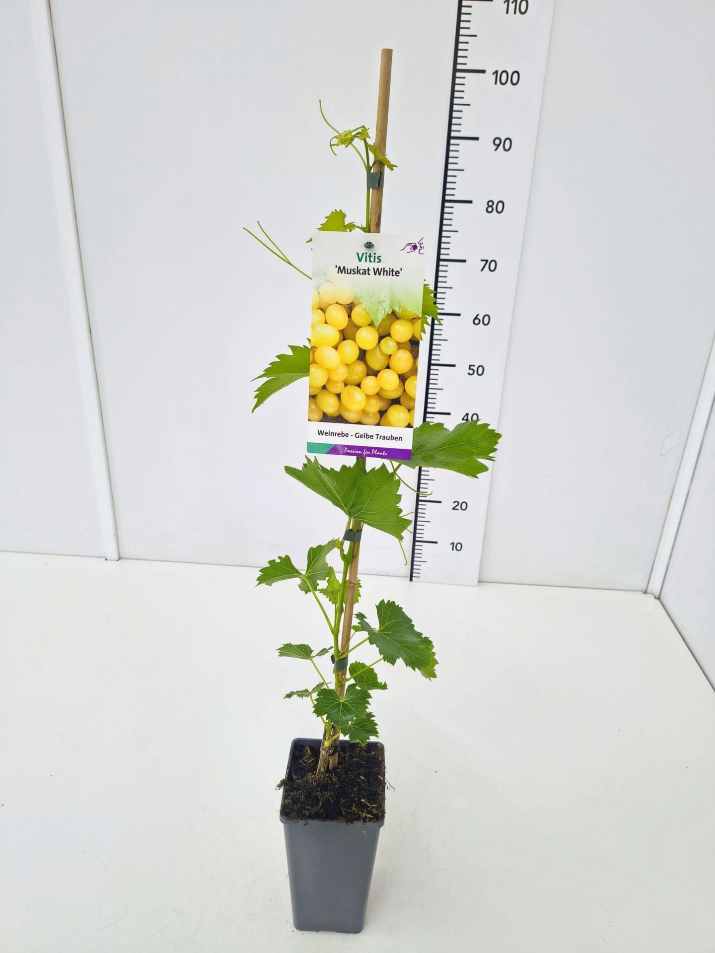 8cfecb4d-b72e-4a86-8448-edab388b1b21.jpg
