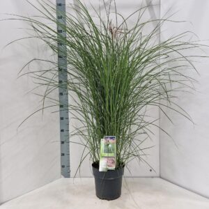 Miscanthus sinensis Red Cloud
(1 Plants/Order)(23cmP 130cmH)