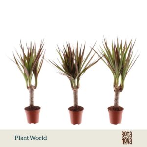 Dracaena Magenta Tiny Tummy
(20 Plants/Order)(5.5cmP 30cmH)