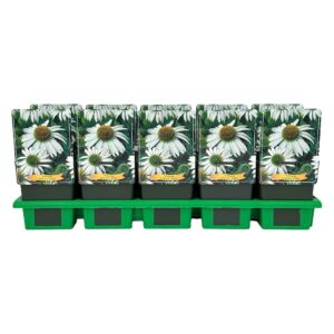 Echinacea purpurea White' P11
(10 Plants/Order)(11cmP 25cmH)