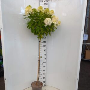 Hydrangea paniculata Limelight PBR stam 100 cm
(1 Plants/Order)(26cmP 100cmH)