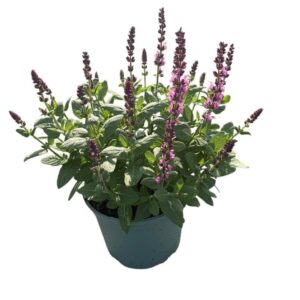 Salvia nemorosa Sensation Deep pink Pink'
(1 Plants/Order)(17cmP 30cmH)