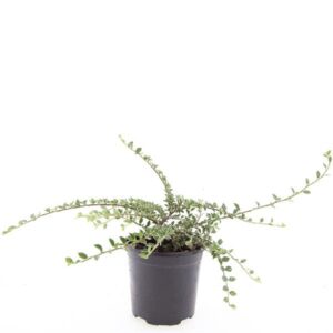 Cotoneaster atropurpureus Variegat
(8 Plants/Order)(14cmP 10cmH)