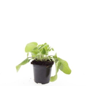 Phlomis russeliana  
(8 Plants/Order)(14cmP 10cmH)