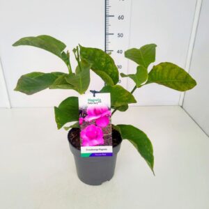 Magnolia Magnolia 'Felix Jury' 50-60C5
(1 Plants/Order)(22cmP 60cmH)