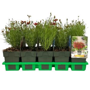 Coreopsis verticillata ‘Ladybird' P11
(10 Plants/Order)(11cmP 25cmH)