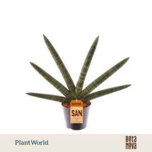 Sansevieria Cylindrica Skyline P10,5
(8 Plants/Order)(10.5cmP 35cmH)