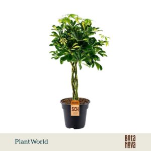 Schefflera Gold Capella gevlochten stam
(3 Plants/Order)(21cmP 70cmH)