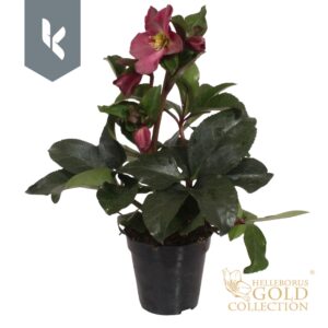 Helleborus Hgc Ice N Roses Early Re
(8 Plants/Order)(13cmP 40cmH)