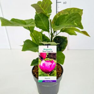 Magnolia Magnolia 'Black Tulip' PBR 50-60C5
(1 Plants/Order)(22cmP 60cmH)