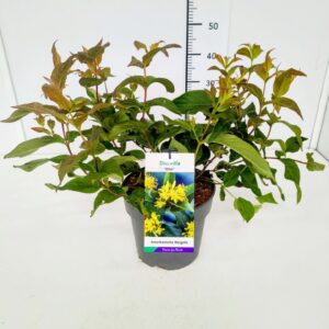 Diervilla sessilifolia Diervilla ses. 'Dise' 40-50C5
(1 Plants/Order)(23cmP 60cmH)