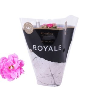 Kalanchoe Rosalina Don Nando Kalanchoe Rosalina 07cm Royale Nando pink
(16 Plants/Order)(7cmP 15cmH)