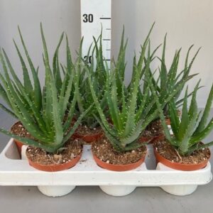 Aloe arborescens Aloe arborescens Mohawk 10.5
(9 Plants/Order)(11cmP 15cmH)