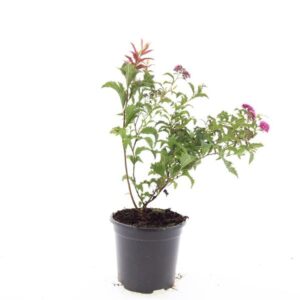 Spiraea japonica Crispa
(8 Plants/Order)(14cmP 10cmH)