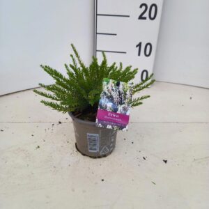 Erica Darley White Perfection'
(12 Plants/Order)(10.5cmP 10cmH)