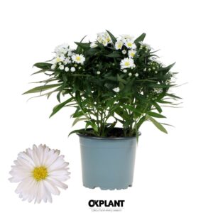 Aster Starletta White Serie
(10 Plants/Order)(12cmP 30cmH)