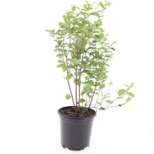 Symphoricarpos x doorenbosii Mothe of Pearl'
(8 Plants/Order)(14cmP 10cmH)