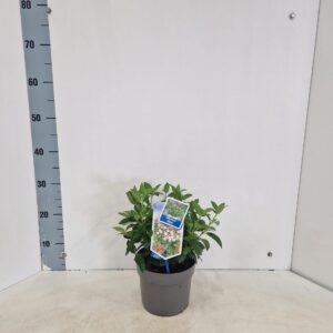 Viburnum tinus
(1 Plants/Order)(17cmP 35cmH)