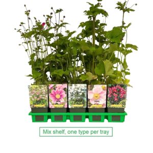 Anemone mix laag P11
(10 Plants/Order)(11cmP 25cmH)