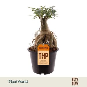 Adenium obesum Adenium Obesum
(5 Plants/Order)(19cmP 30cmH)