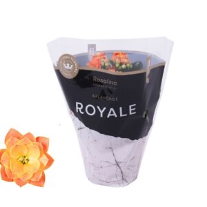 Kalanchoe blossfeldiana Rosalina Do Kalanchoe Rosalina 07cm Royale Pedro orange
(16 Plants/Order)(7cmP 15cmH)