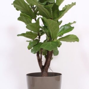 Ficus lyrata "in San Remo ""taupe"""
(1 Plants/Order)(36cmP 130cmH)