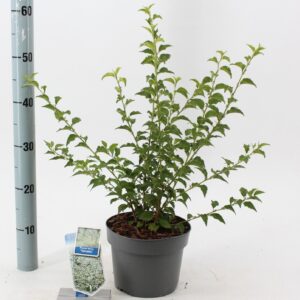 Prunus incisa Yamadei'
(1 Plants/Order)(19cmP 45cmH)