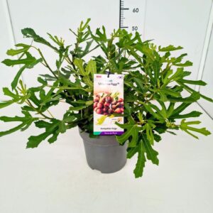 Tree's Ficus carica Little Miss Figg Ficus carica 'Little Miss Figgy' 50-60C7
(1 Plants/Order)(25cmP 70cmH)