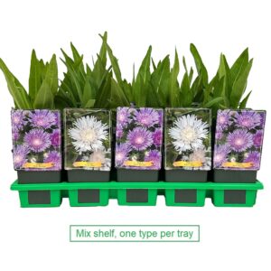 Stokesia laevis mix laag P11
(10 Plants/Order)(11cmP 25cmH)