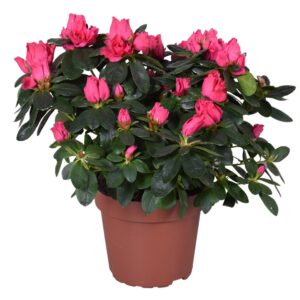Rhododendron Nordlicht Azalea Vogel 'Nordlicht' red 14cm
(6 Plants/Order)(14cmP 35cmH)