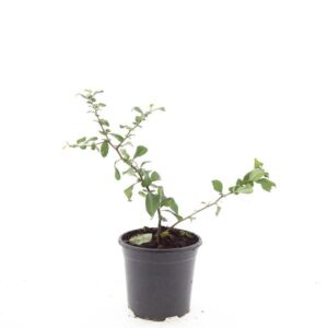 Chaenomeles x superba Red Trail
(8 Plants/Order)(14cmP 10cmH)