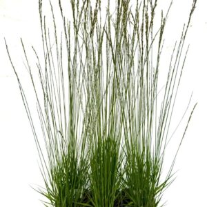 Molinia caerulea Heidebraut Molinia caerulea 'Heidebraut'
(6 Plants/Order)(17cmP 15cmH)