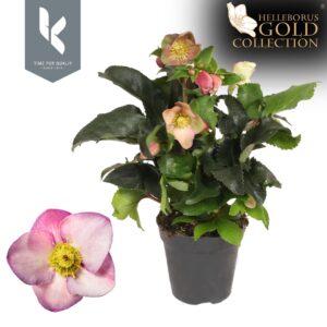 Helleborus Hgc Ice N Roses Early RE
(8 Plants/Order)(13cmP 40cmH)