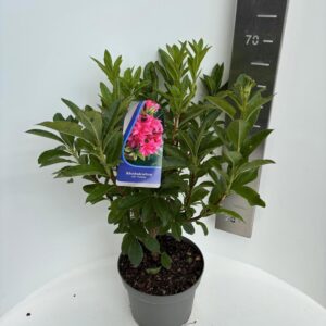 Rhododendron Viscosa A Jolie Madame'
(1 Plants/Order)(23cmP 65cmH)