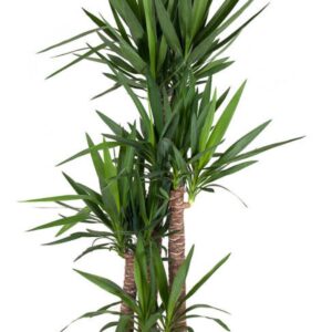 Yucca 120-90-60-30
(1 Plants/Order)(34cmP 180cmH)