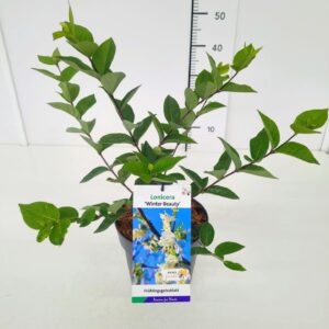 Lonicera Winter Beauty Lonicera pur. 'Winter Beauty' 40-50C3
(1 Plants/Order)(19cmP 50cmH)