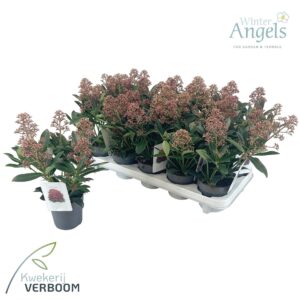 Skimmia japonica Rubella p10 4+
(15 Plants/Order)(10cmP 30cmH)