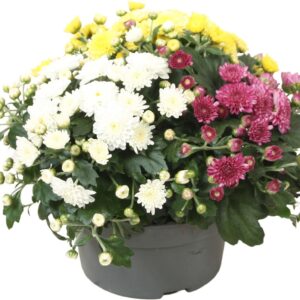 Chrysanthemum Biedermeier' Carnaval
(6 Plants/Order)(13cmP 24cmH)