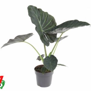 Alocasia Regal Shields
(1 Plants/Order)(19cmP 70cmH)