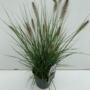 Pennisetum alopecuroides Hameln
(6 Plants/Order)(17cmP 30cmH)