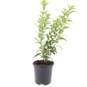 Deutzia gracilis
(8 Plants/Order)(14cmP 10cmH)