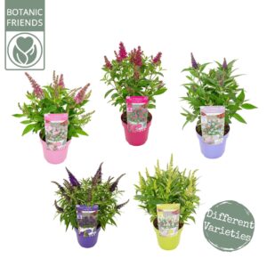 Buddleja Butterfly Candy mixed Little
(1 Plants/Order)(19cmP 45cmH)