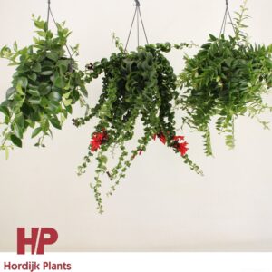 Aeschynanthus Aeschynanthus mix (krul and plat). (7 Plants/Order)(15cmP 35cmH)